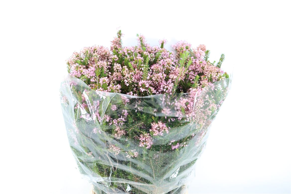 Erica Bicolor