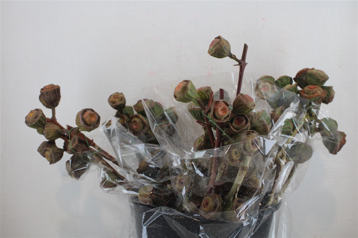 Eucalyptus Leaves Bnch 60cm 1000gram