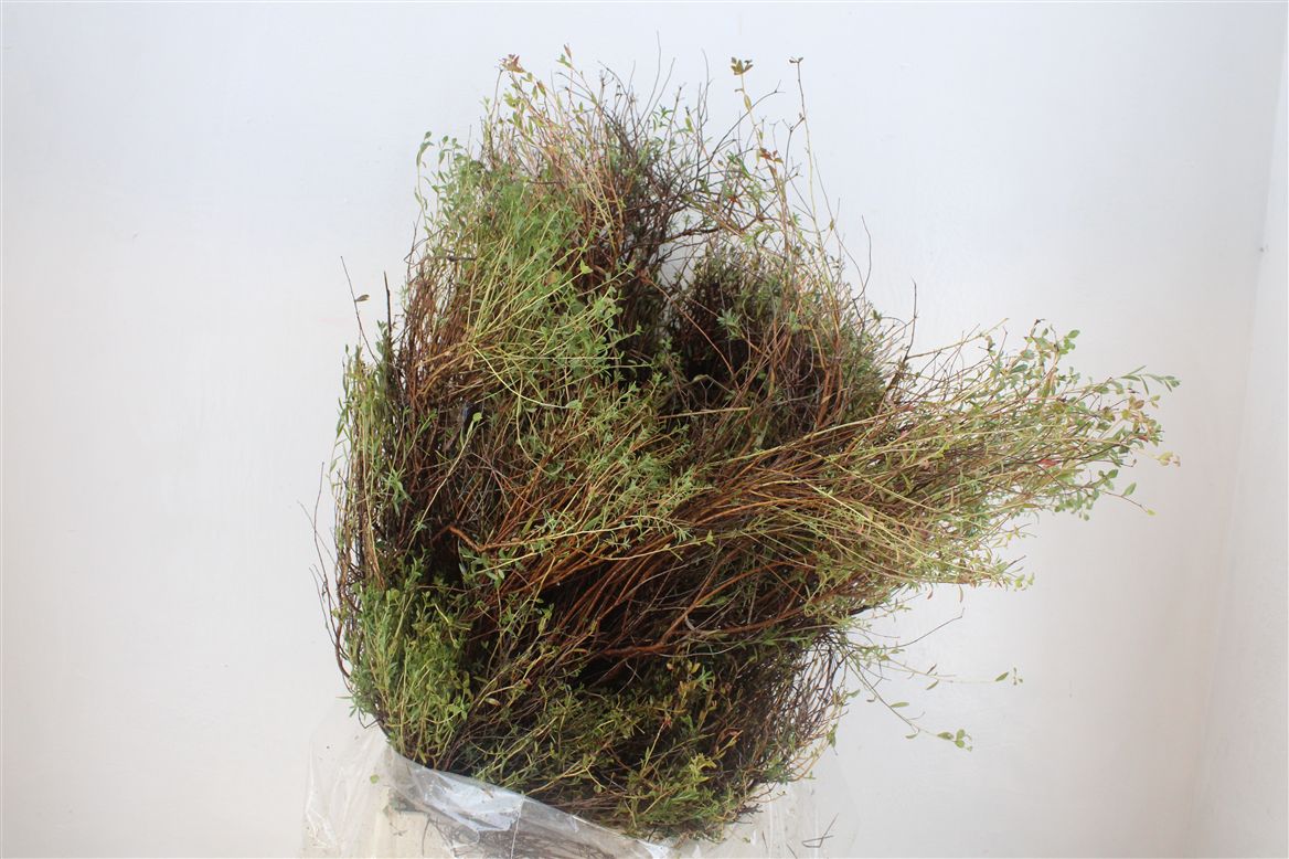 Euphorbia 70cm 500gram