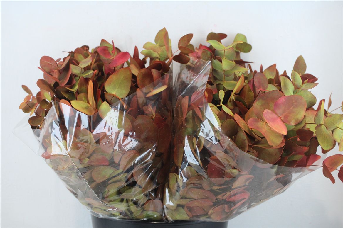 Ov Colrbehandeld 45cm 150gram