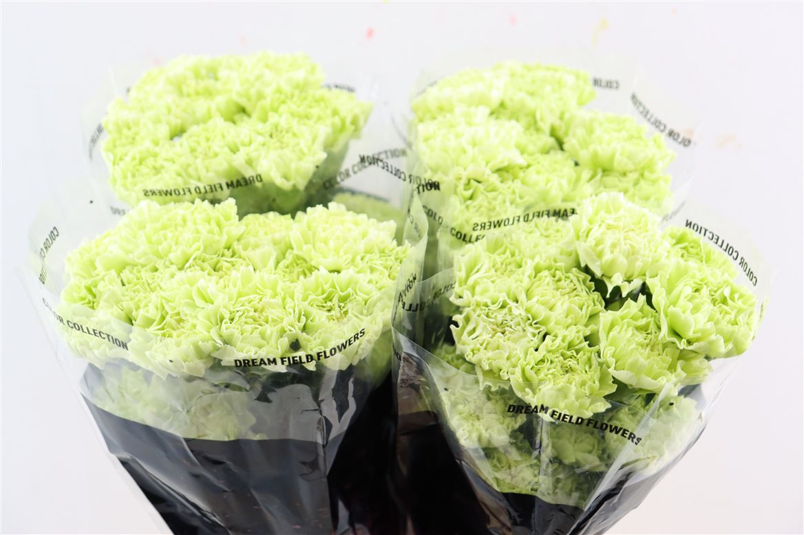 Dianthus Single Lege Verde 70cm