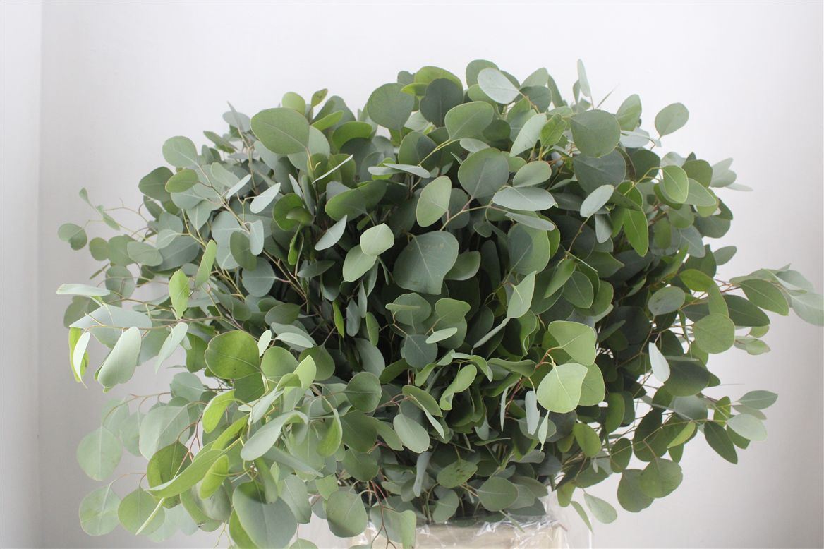 Eucalyptus Bnch Polyanthemos Fru 60cm 300gram