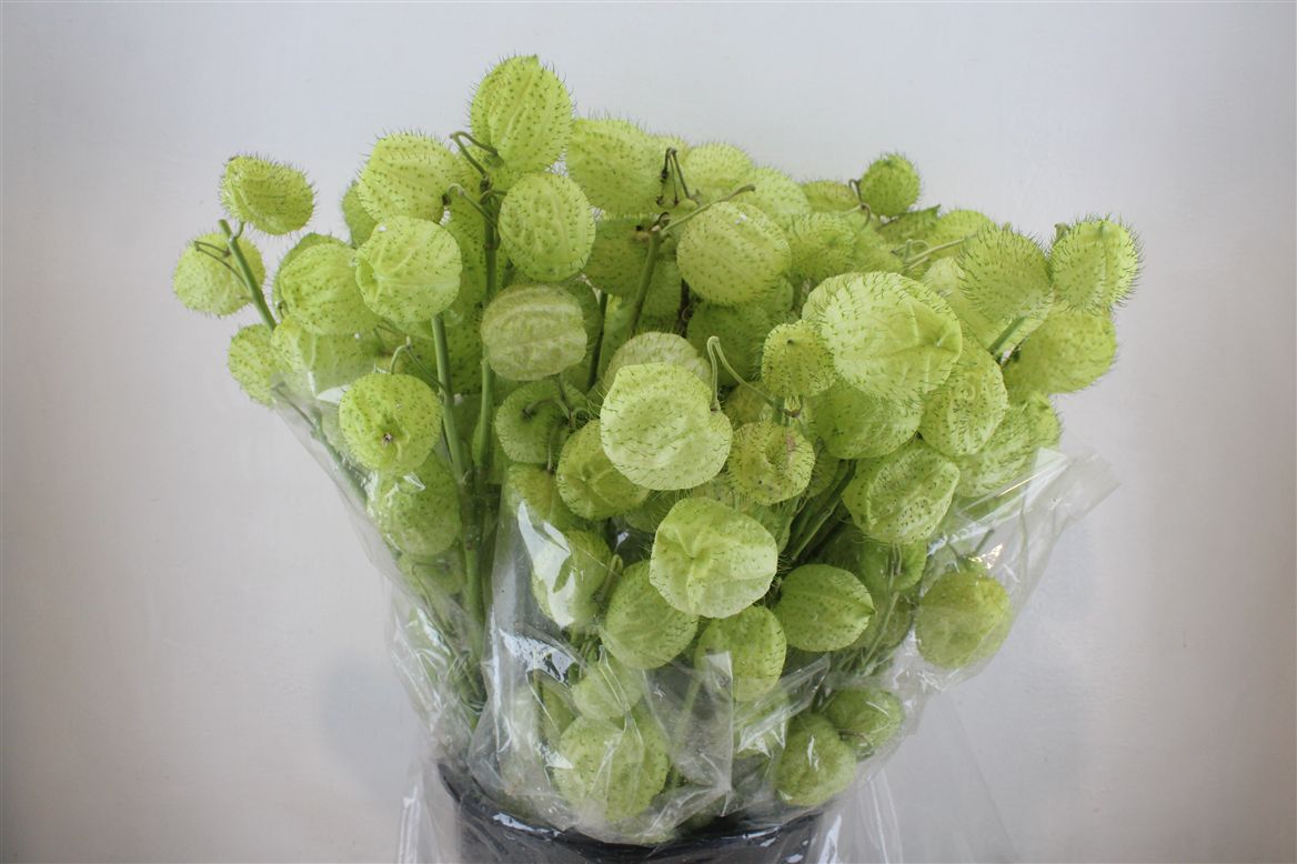 Asclepias Moby Dick (GOMPHOCARPUS) 70cm