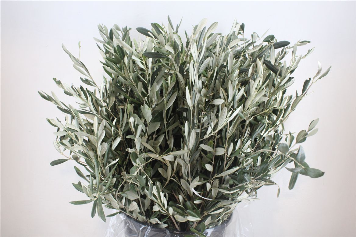 Olea Europaea Per Bunch 70cm 400gram