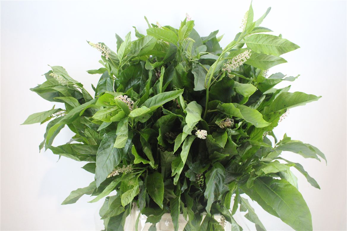 Green 60cm 300gram