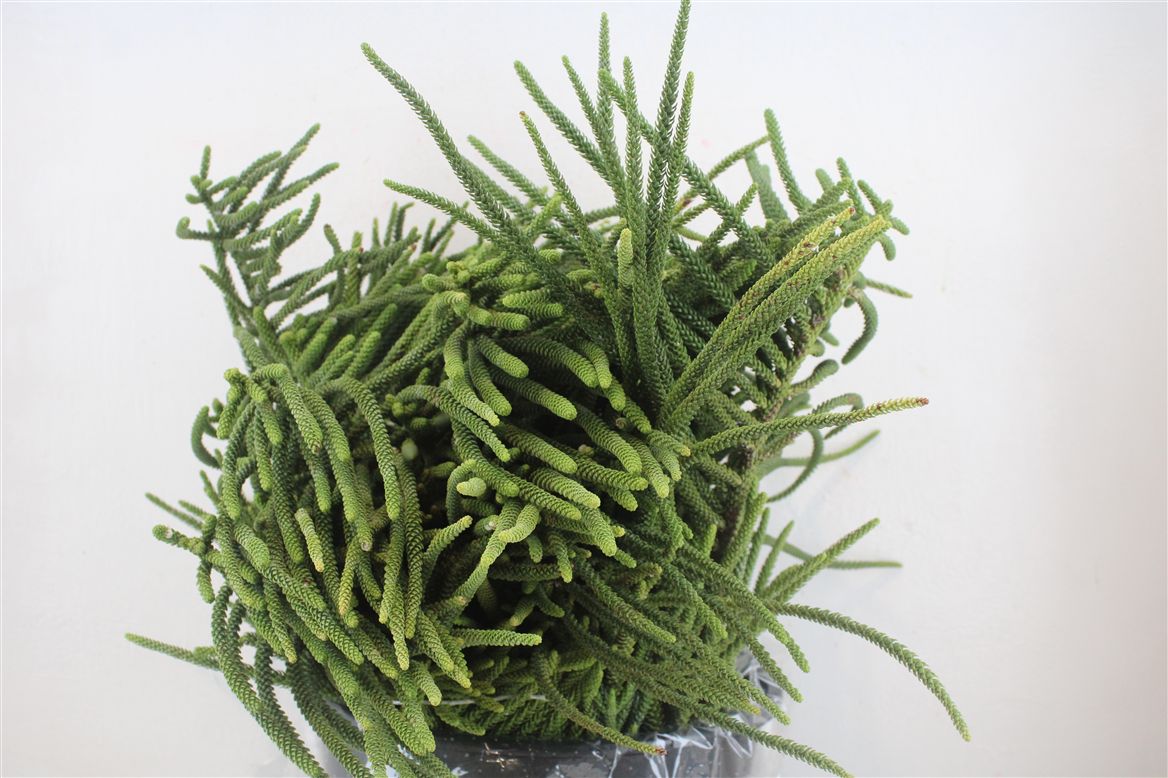 Araucaria Araucana 70Ø 500cm