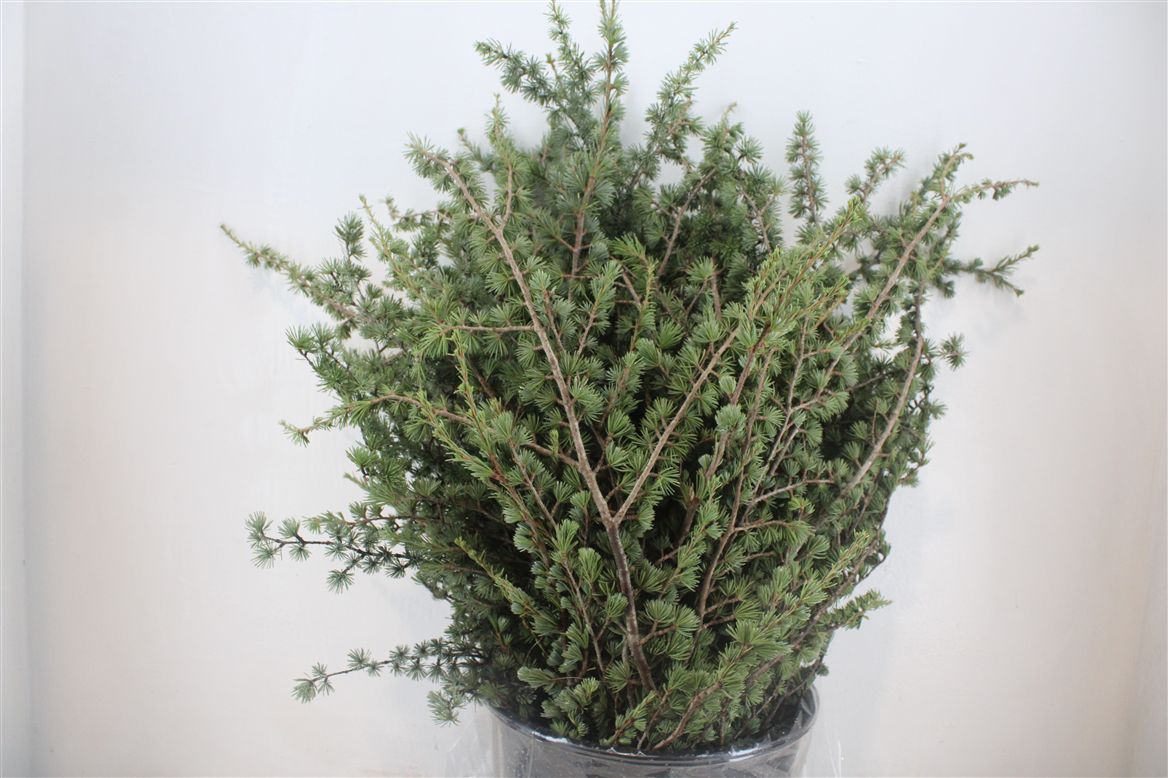 Pinus Strobus