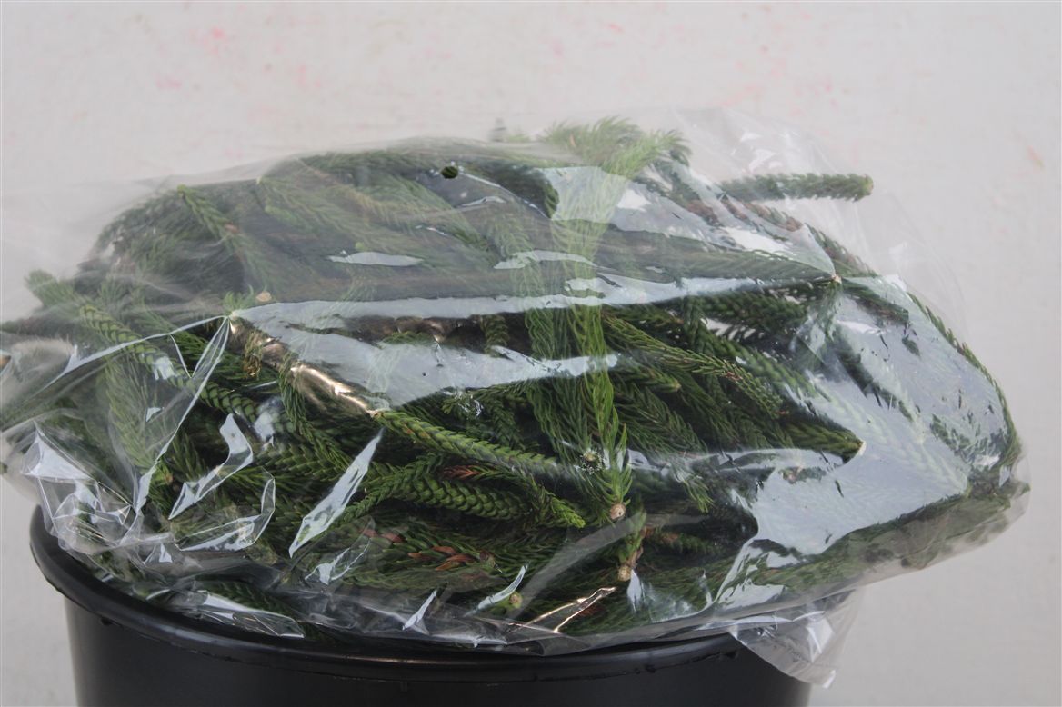 Araucaria Arauc Deco 10cm