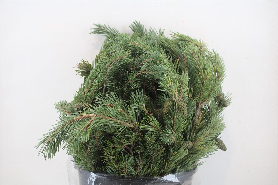 Pinus Strobus Per Bunch 55cm 400gr.