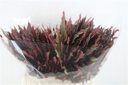 Aralia Autumn P Stem