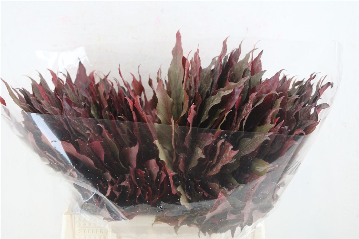 Aralia Continentalis 40cm