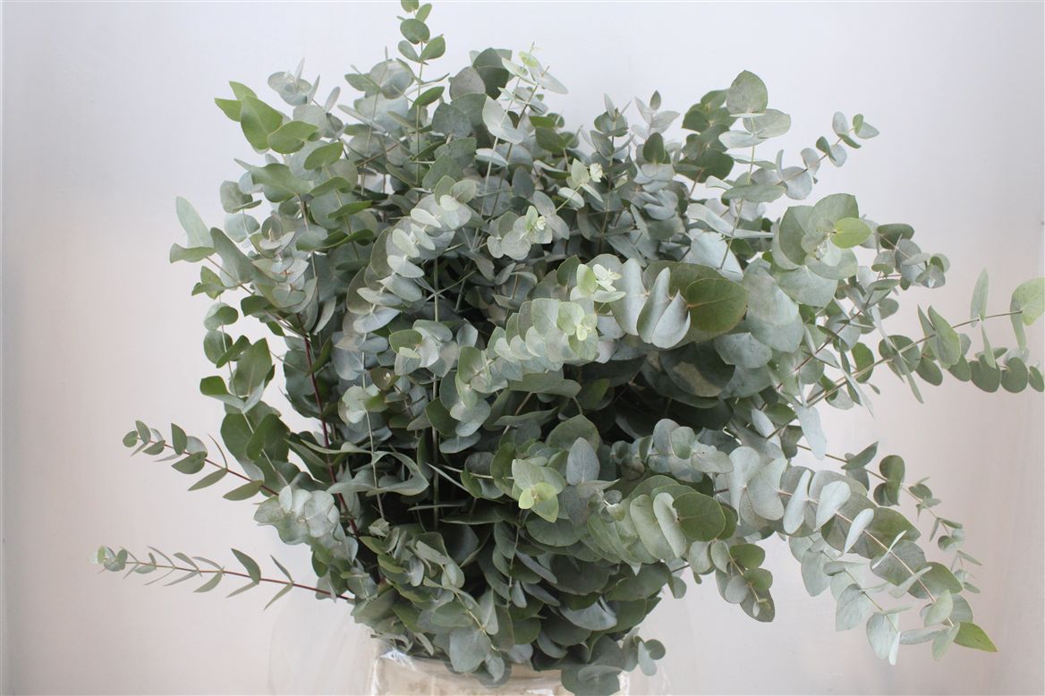 Eucalyptus Cinerea 70cm 300gram