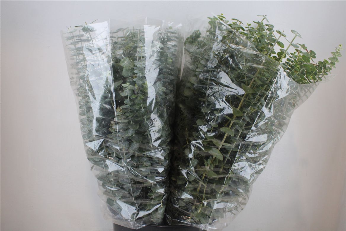 Eucalyptus Baby Blue 70cm 200gram