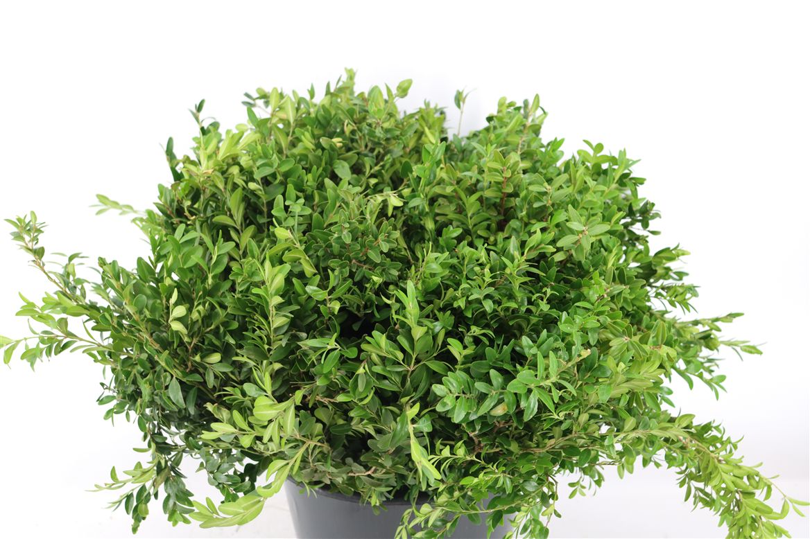 Pistacia Leaves Per Bunch 50cm