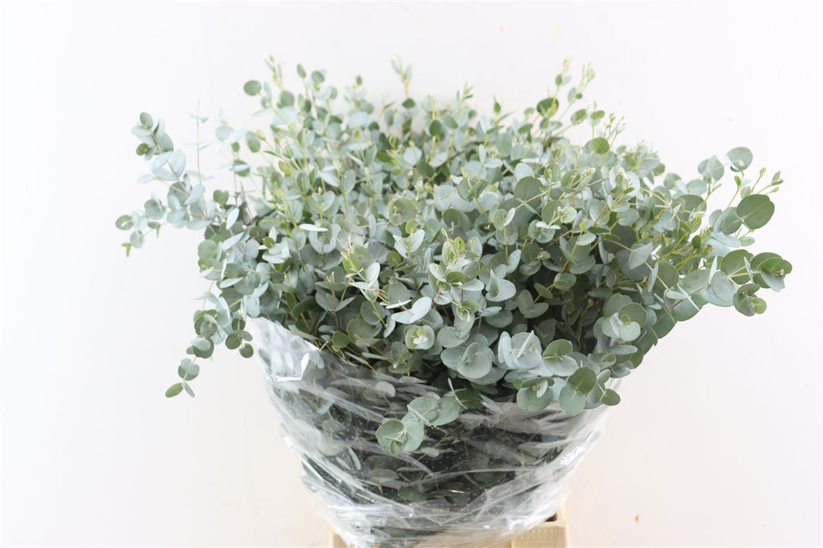 Eucalyptus Gunnii 70cm 300gram