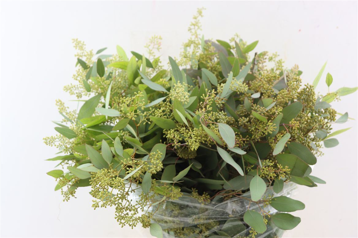 Eucalyptus Populus Berry Bunch 60cm 200gram