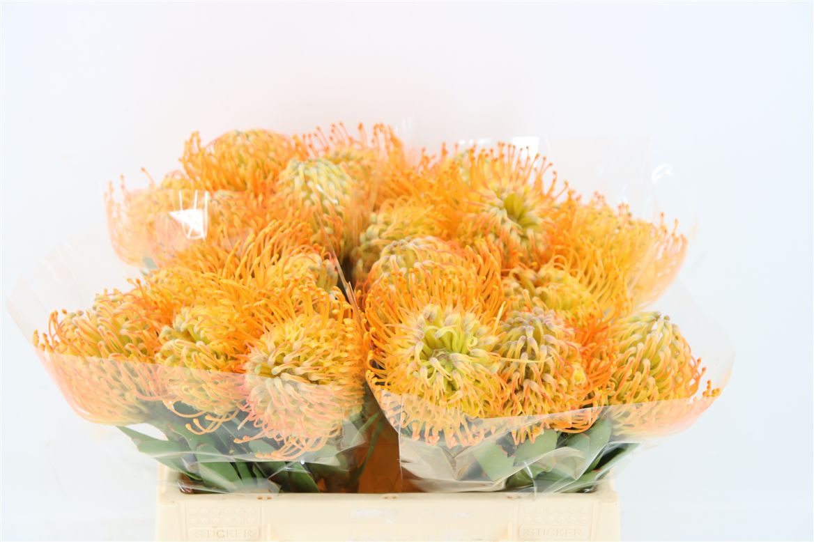 Leucospernum(pins) Jelena 35cm