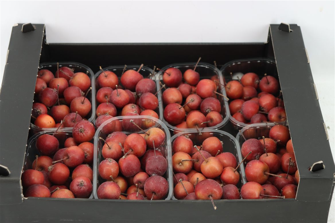 Malus Apple Green Flat Mix X10