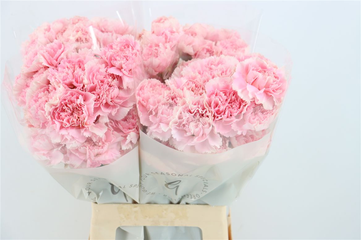 Di St Romance 70cm