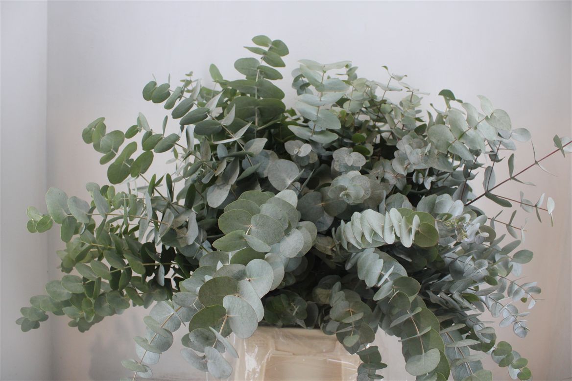 Eucalyptus Cinerea 70cm 300gram