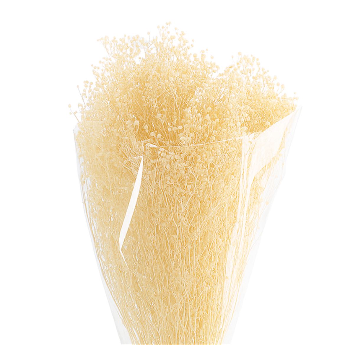 Dried Brooms Bleached Bunch