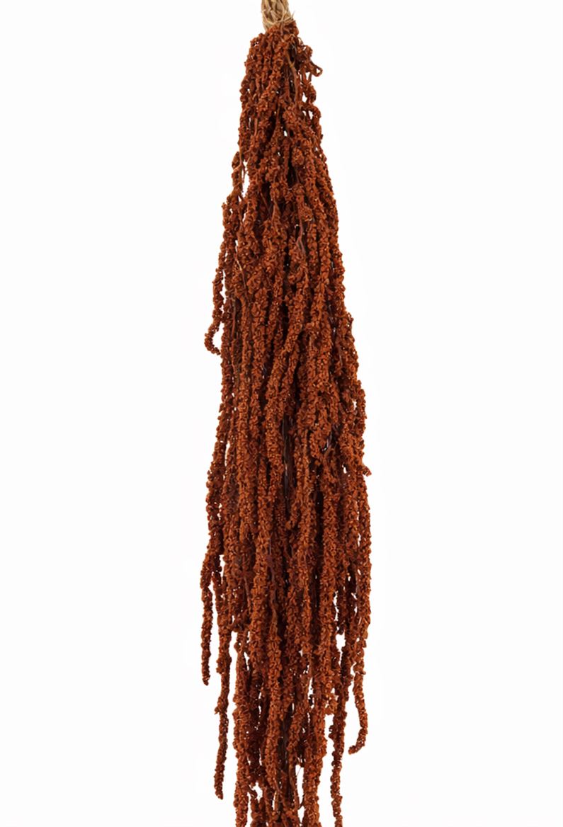 Pres Amaranthus Caud Brown Bunch
