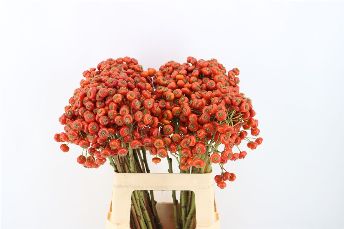Rosa (ROZEBOTTEL) 60cm
