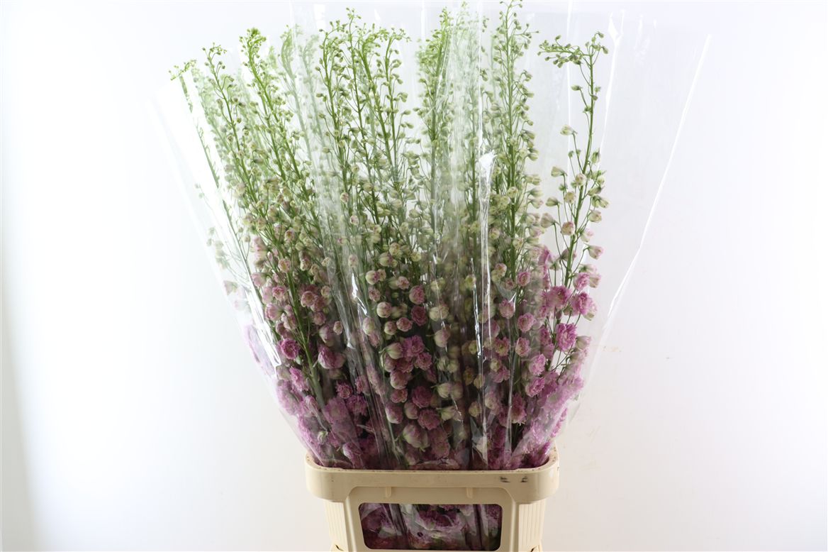 Delphinium Del Pink Power 120cm