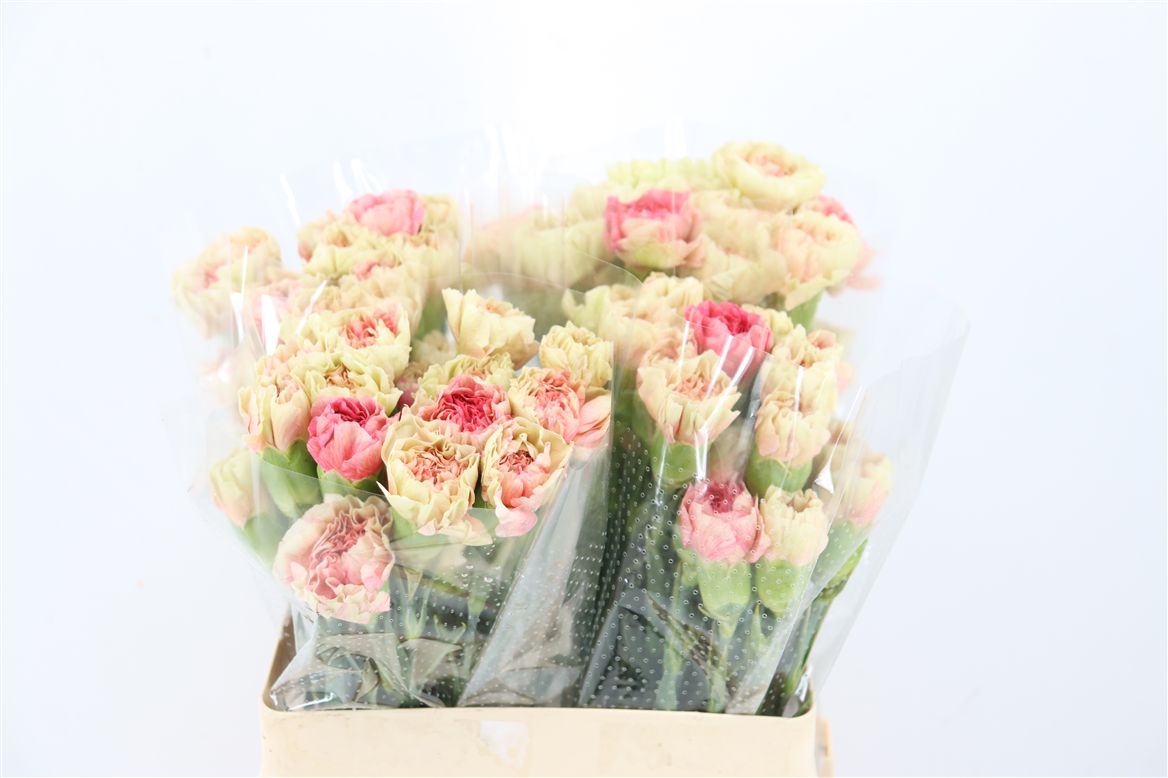 Dianthus Single Lady Pera 60cm