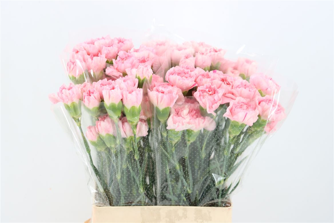Dianthus Single Lamoira 60cm