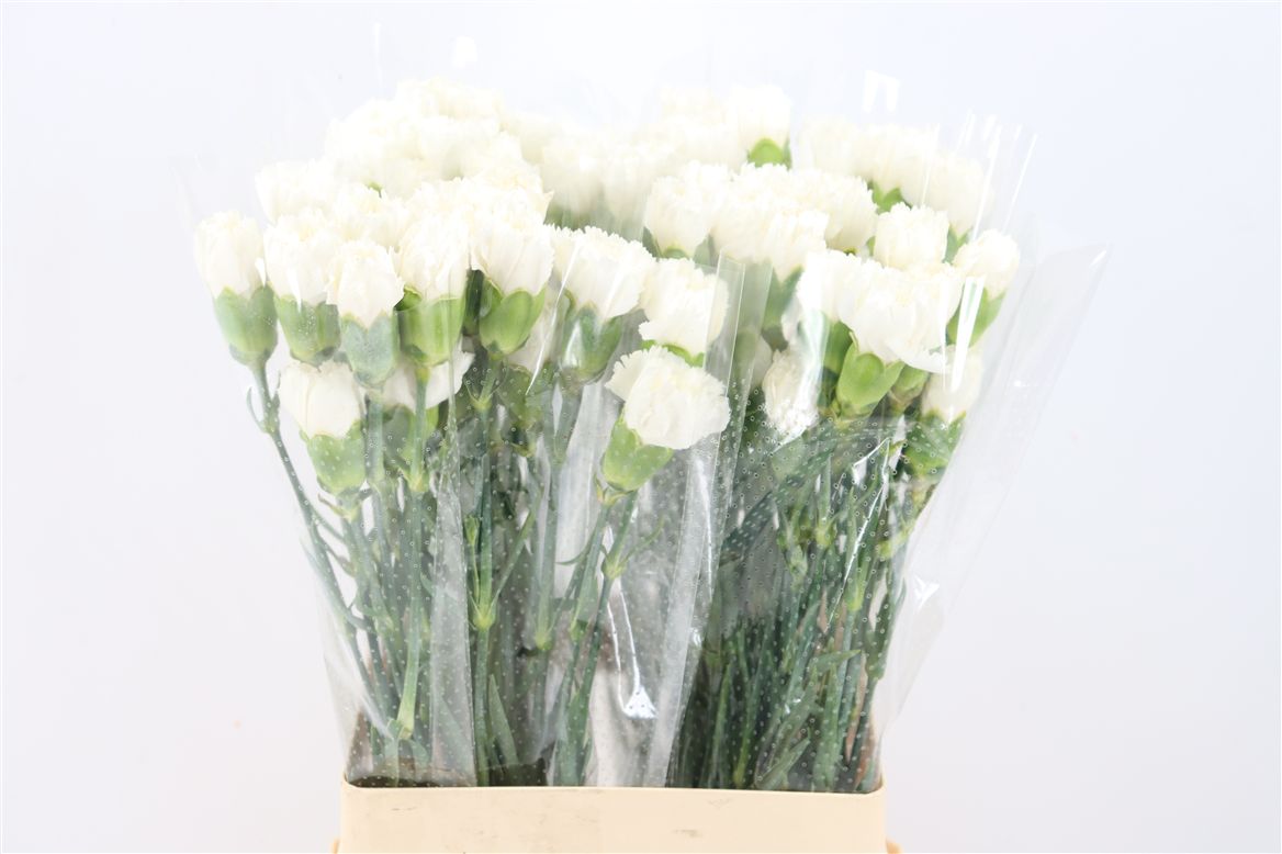 Dianthus Single Holly 60cm