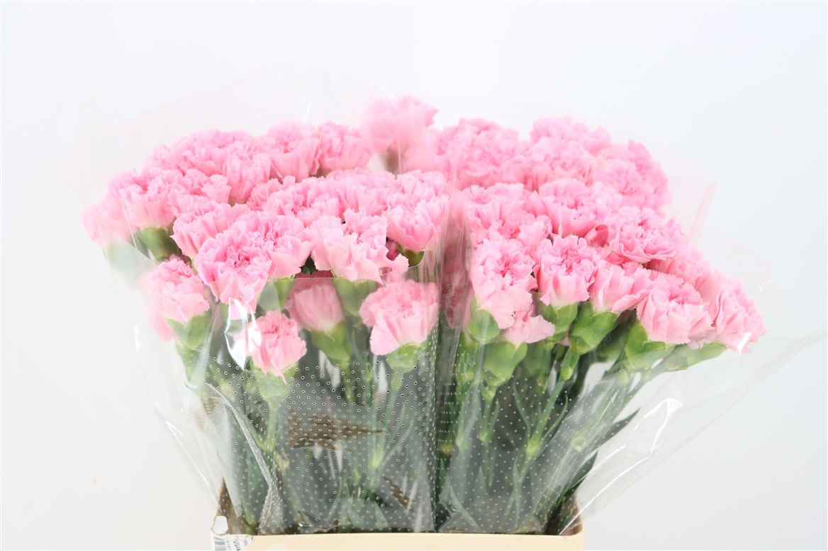 Dianthus Single Chevin 60cm