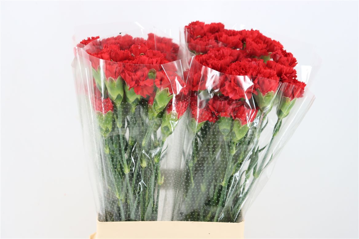 Dianthus Single Arona 60cm