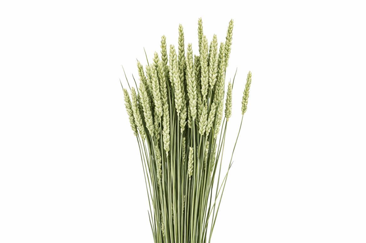 Dried Triticum (tarwe) Natural Bunch
