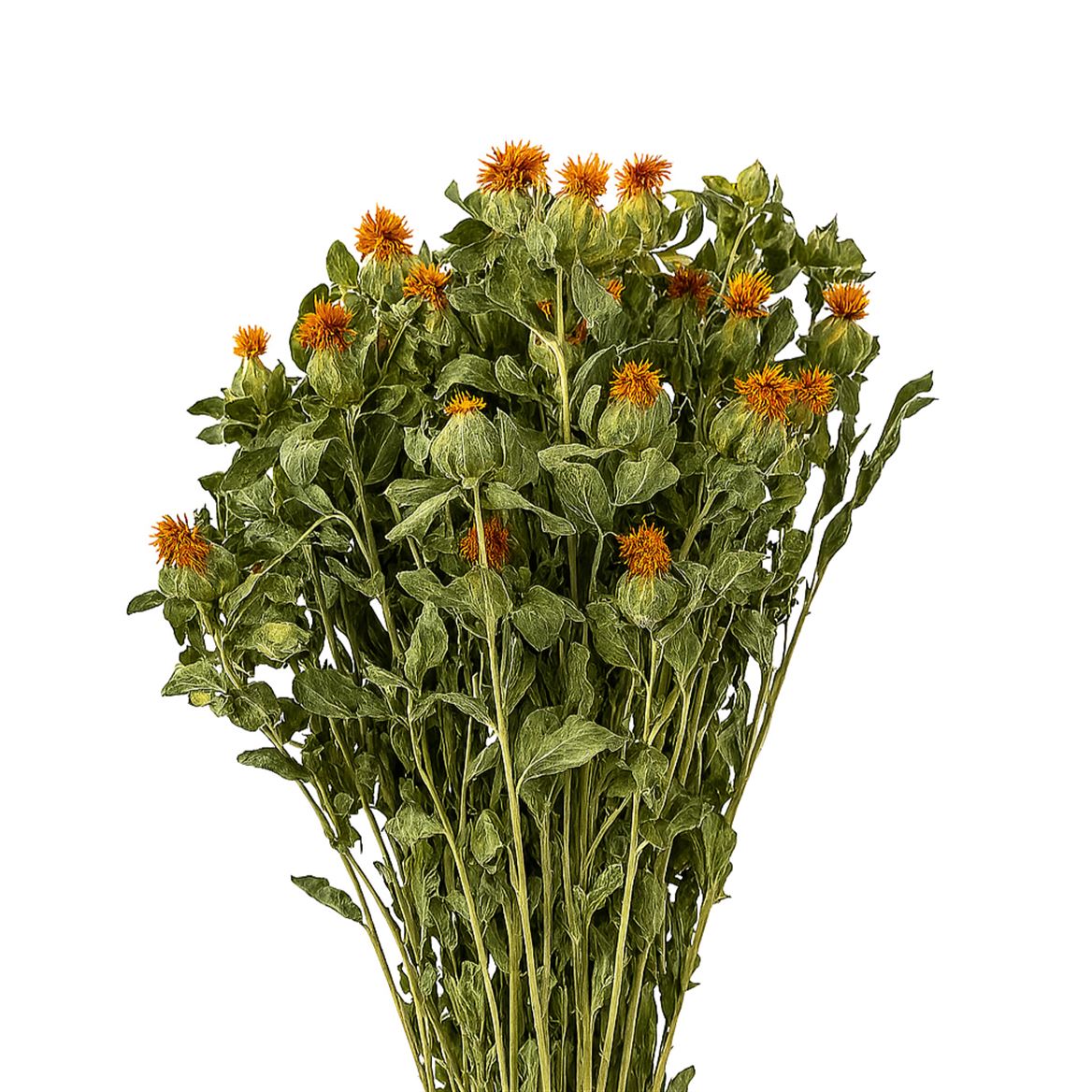 Dried Carthamus Orange Bunch