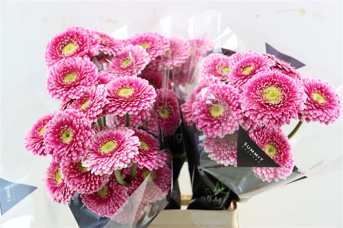 Gerbera Mini Hades+