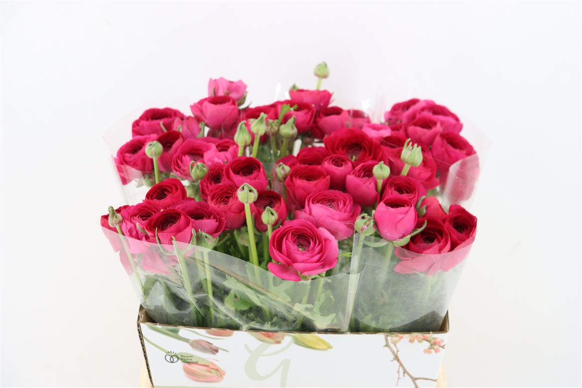 Ranunculus 40cm