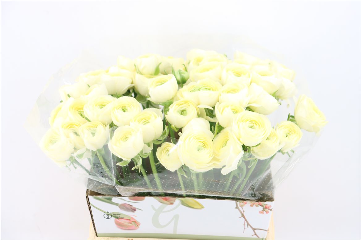 Ranunculus 40cm