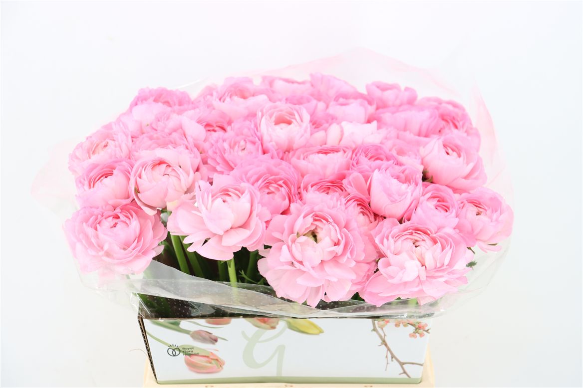 Ran Co Mag Blush 40cm