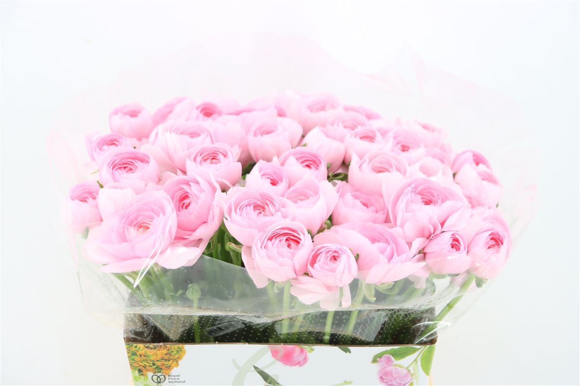Ranunculus 40cm