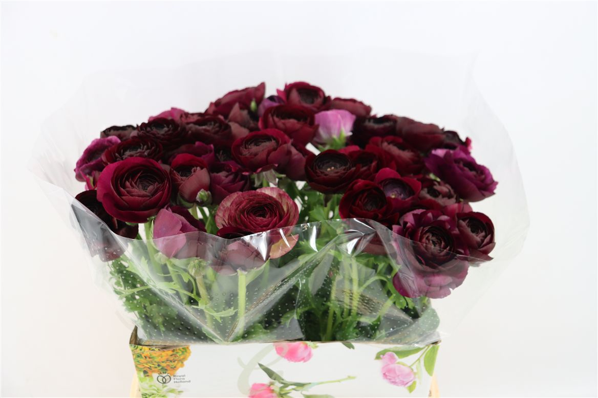 Ranuncules Su Nerone 40cm