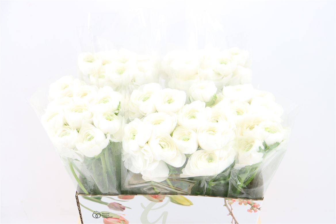Ranunculus 40cm