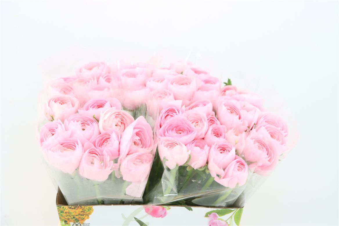 Ranunculus 40cm