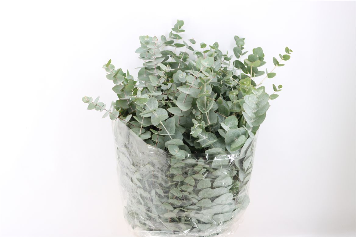 Eucalyptus Cinerea 70cm 400gram