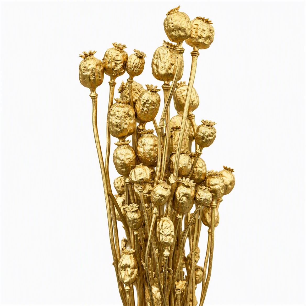 Dried Papaver Gold Bunch