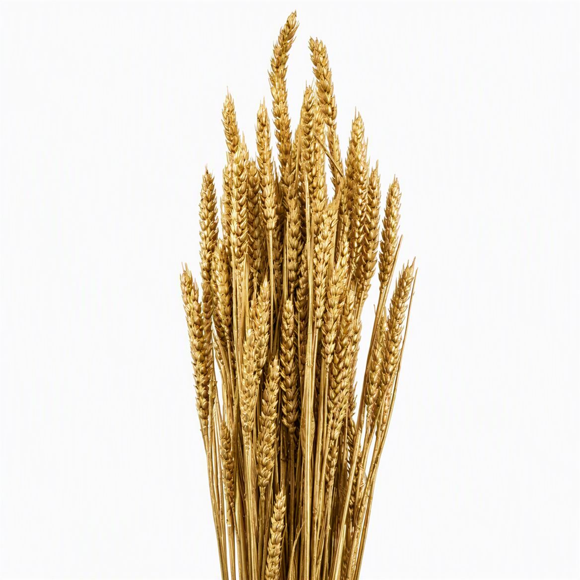 Dried Triticum Gold Bunch