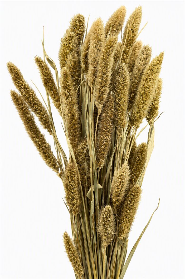 Dried Setaria Gold Bunch