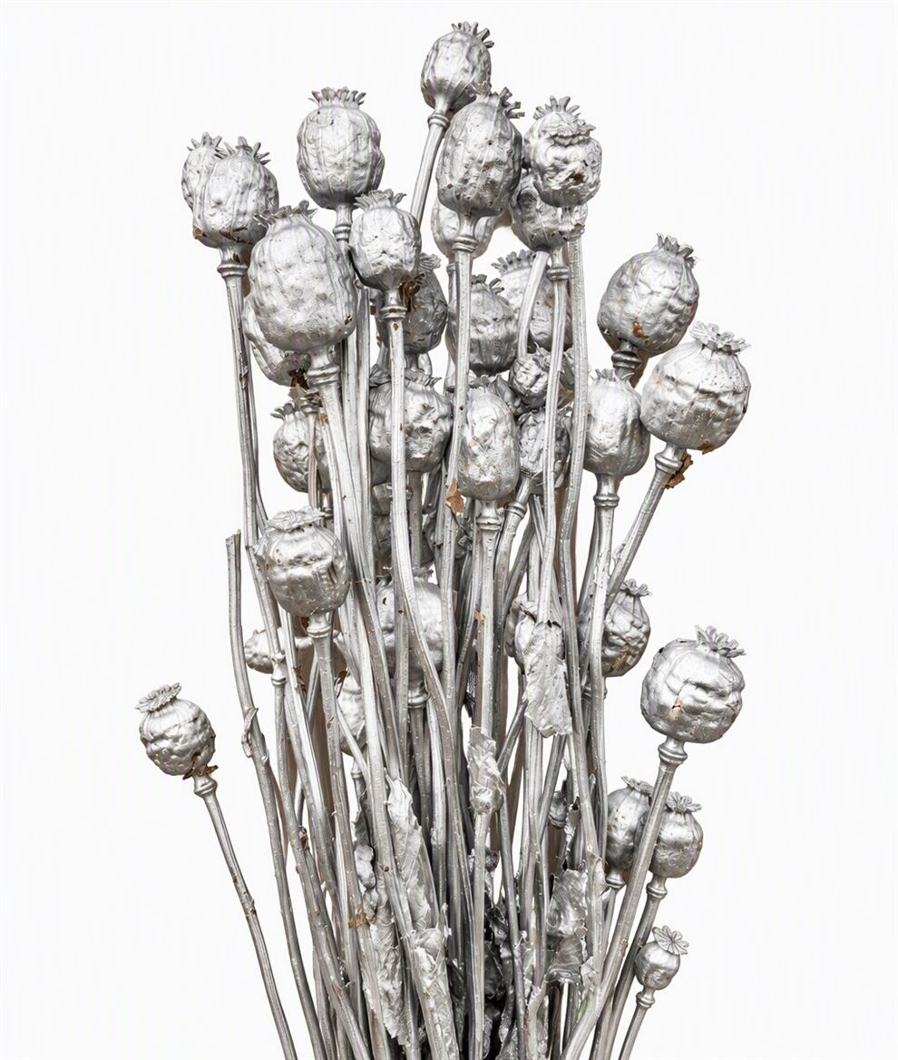 Dried Papaver Silver Bunch