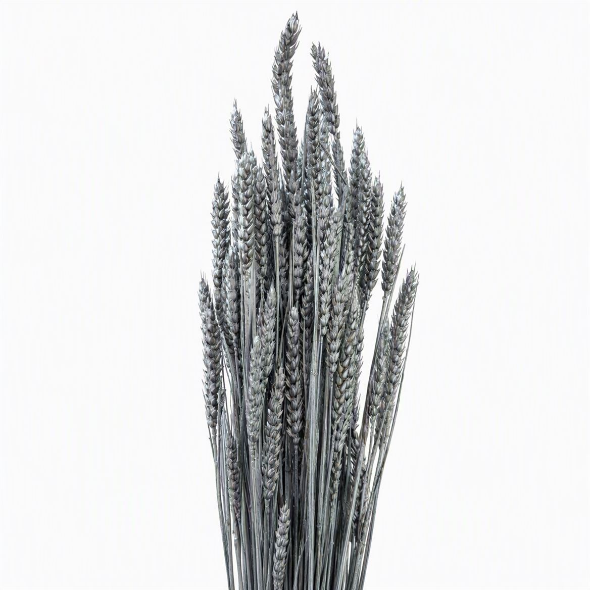 Dried Triticum Silver Bunch