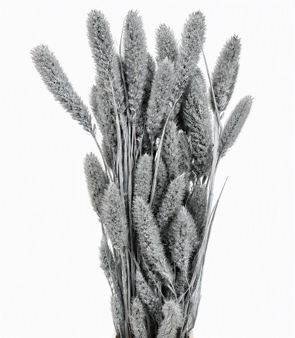 Dried Setaria Silver Bunch